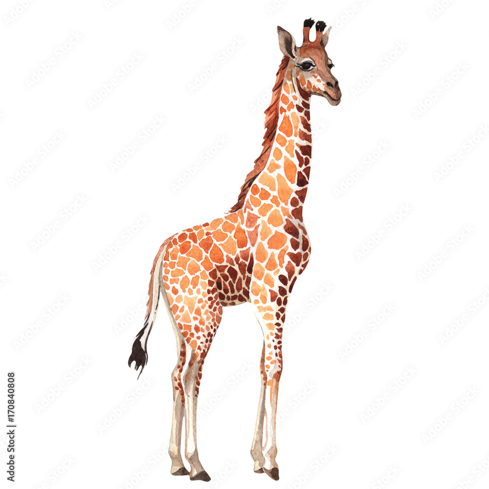 Exotic giraffe wild animal in a watercolor style isolated. Full name of the animal: camelopard. Aquarelle wild animal for background, texture, wrapper pattern or tattoo. Exotic giraffe wild animal in a watercolor style isolated. Full name of the animal: camelopard. Aquarelle wild animal for background, texture, wrapper pattern or tattoo.