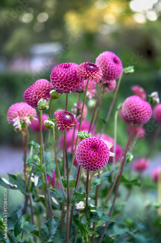 Fototapeta Naklejka Na Ścianę i Meble -  Beautiful pink dahlias in the park. Nature background. Evening light
