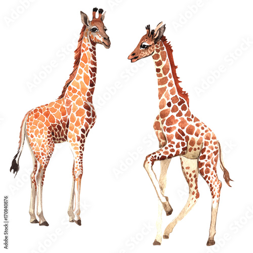 Photography Exotic giraffe wild animal in a watercolor style isolated