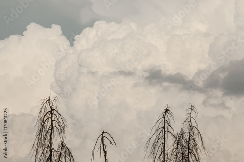 dead trees gray cloudy sky