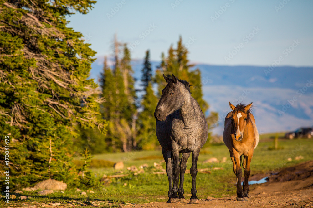 Naklejka premium Pryon Mountain Mustangs
