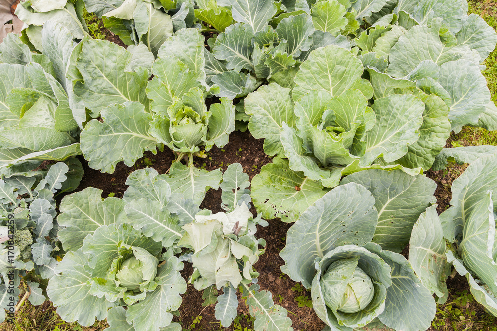 The head of many green cabbage on bed. Vegetables grow culture in the garden The head of many green cabbage on bed. Vegetables grow culture in the garden