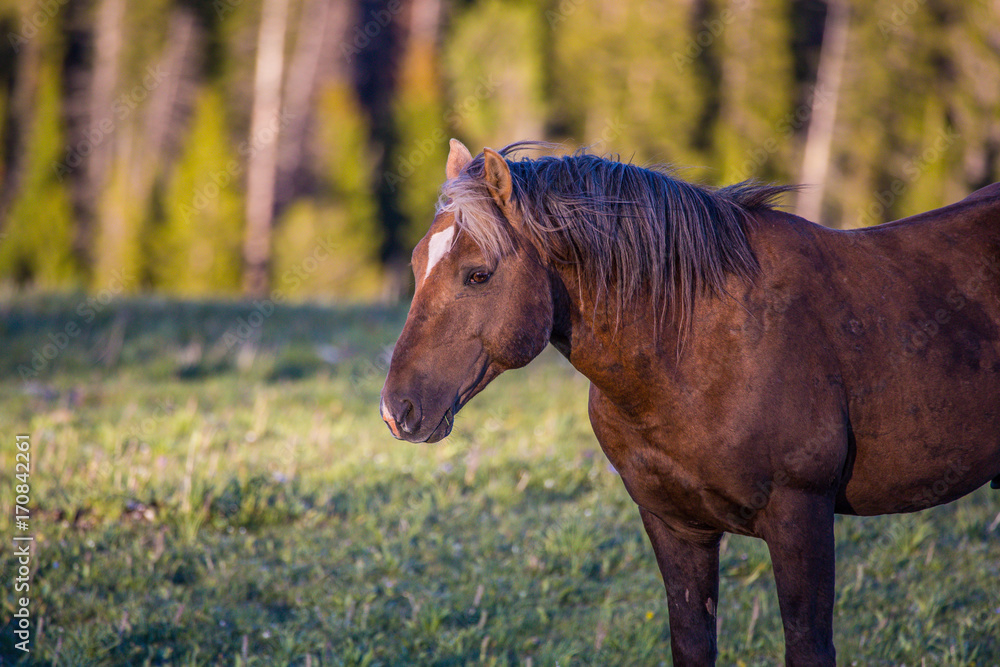 Fototapeta premium Pryon Mountain Mustangs