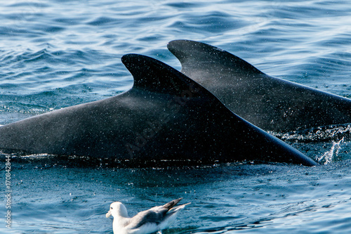 Pilot whales as seen during a whale watching tour in Iceland.