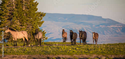 Fototapeta Naklejka Na Ścianę i Meble -  Pryon Mountain Mustangs