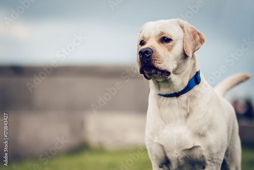 Dog labrador retriever