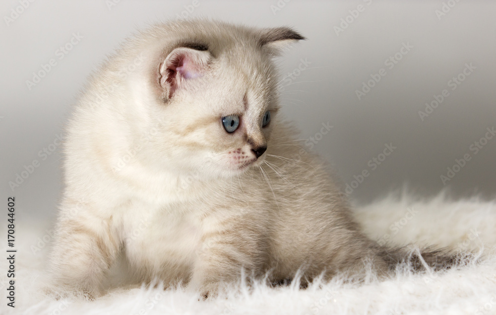 British kitten watches a fluffy coverlet