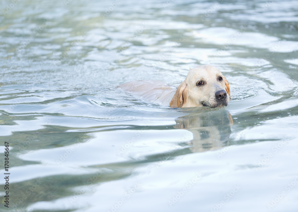 Golden Retriever bathing in a lake. Place of the taking Castilla la Mancha, Spain. Golden Retriever bathing in a lake. Place of the taking Castilla la Mancha, Spain.