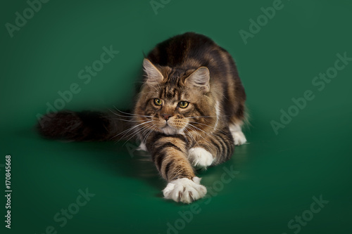 Tabby cute fluffy cat Maine Coon lying on a green Studio background.