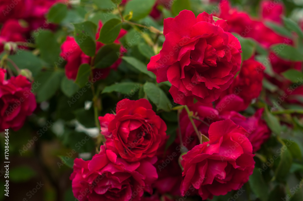 Bright red roses with buds on a background of a green bush after rain. Beautiful red roses in the summer garden. Background with many red summer flowers. Bright red roses with buds on a background of a green bush after rain. Beautiful red roses in the summer garden. Background with many red summer flowers.