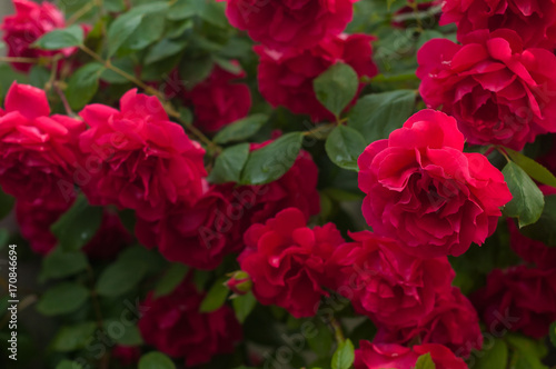 Bright red roses with buds on a background of a green bush after rain. Beautiful red roses in the summer garden. Background with many red summer flowers.