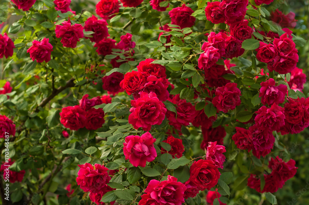 Bright red roses with buds on a background of a green bush. Beautiful red roses in the summer garden. Background with many red summer flowers.