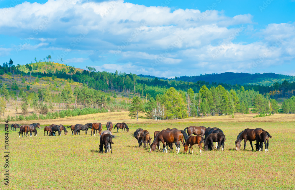 grazing horses at summer grassland