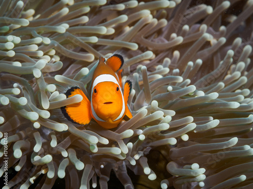 Clown anemonefish at underwater, Philippines © yooranpark
