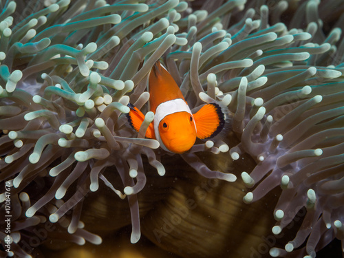 Clown anemonefish at underwater, Philippines
