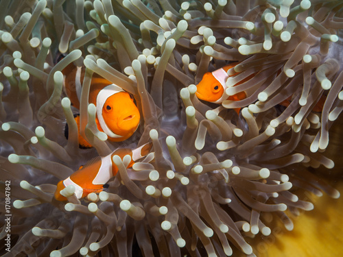 Clown anemonefish at underwater, Philippines © yooranpark