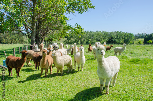 Alpacas in a farm of New Zealand.