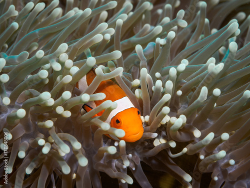 Clown anemonefish at underwater, Philippines