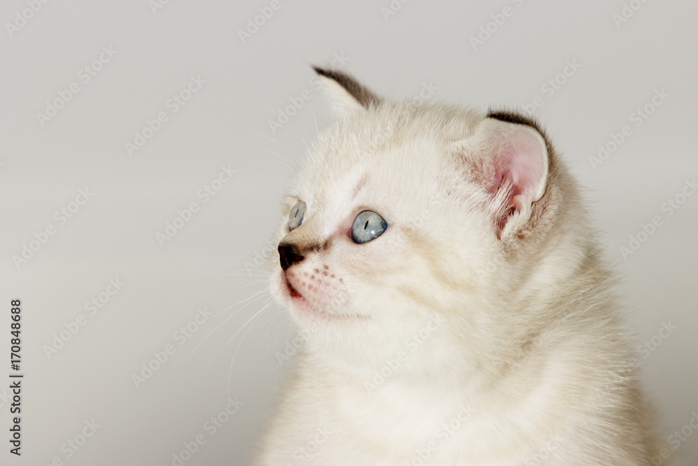 profile of a British kitten