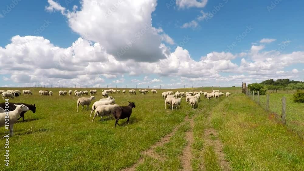 Field with walking sheep Field with walking sheep