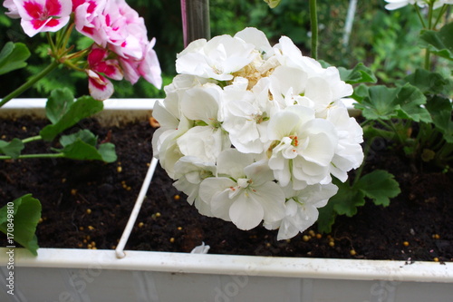 geranium white