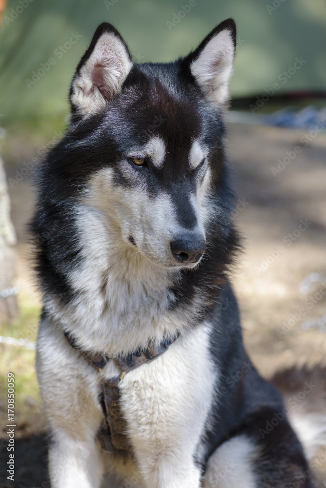 Alaskan Malamute Pose Forest Gorgeous