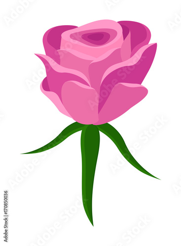 Pink Rose Vector