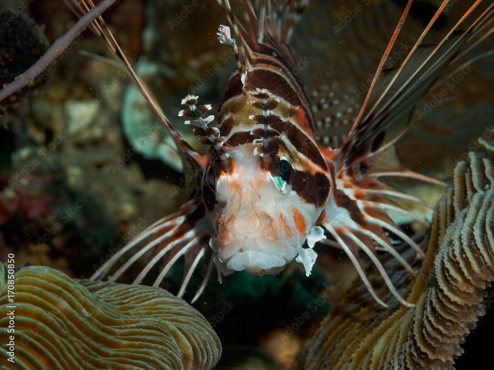 Lion fish at underwater Lion fish at underwater