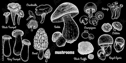 Mushrooms set illustration.