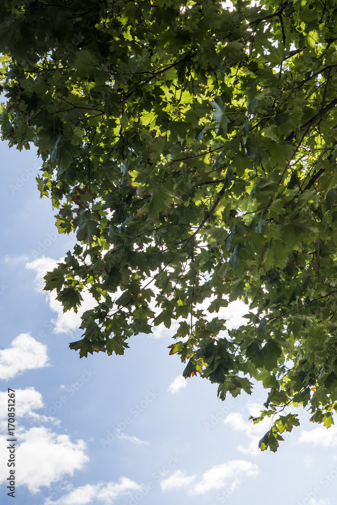 Tree branches with sky Tree branches with sky