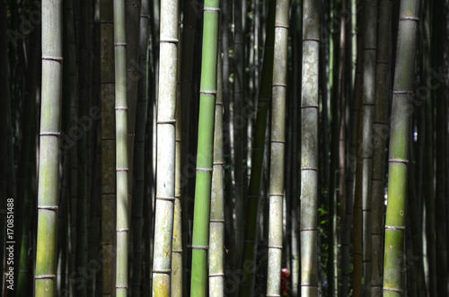 Kyoto - Foresta di Bambù