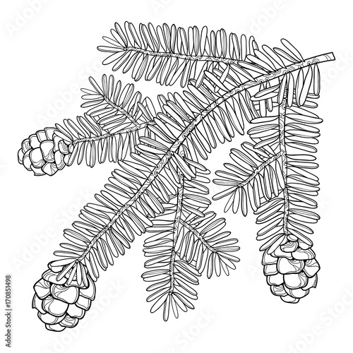 Vector branch with outline Tsuga or eastern Canadian hemlock in black isolated on white background. Conifer  Hemlock tree with pine and cones in contour style for botanical design and coloring book.