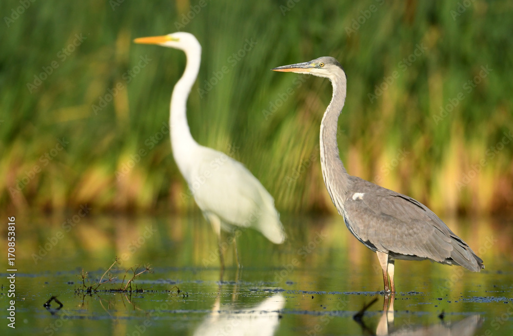 Grey heron (Ardea cinerea) and and Great white egret (Egretta alba) Grey heron (Ardea cinerea) and and Great white egret (Egretta alba)