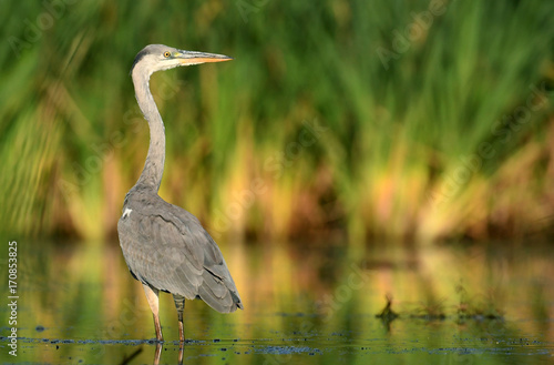 Obraz na plátně Grey heron (Ardea cinerea)