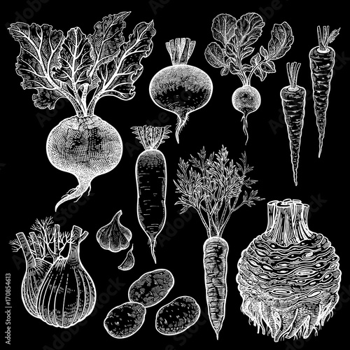 Roots. Vegetables set.
