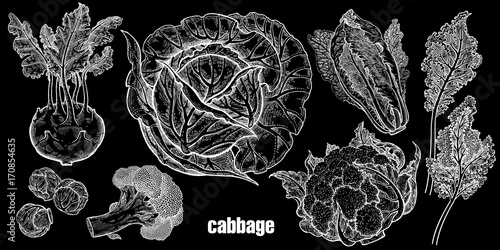 Cabbage. Vegetables set.