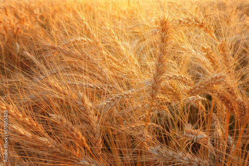 wheat at sunset / evening photos sunset field of Ukraine