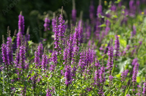 Fleurs sauvages