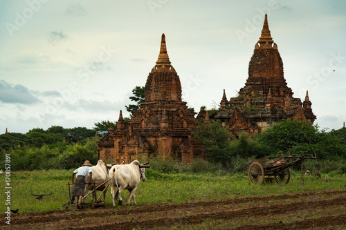 Ploughing amongst the temples using buffalos at the World Heritage Site at Bagan, Myanmar