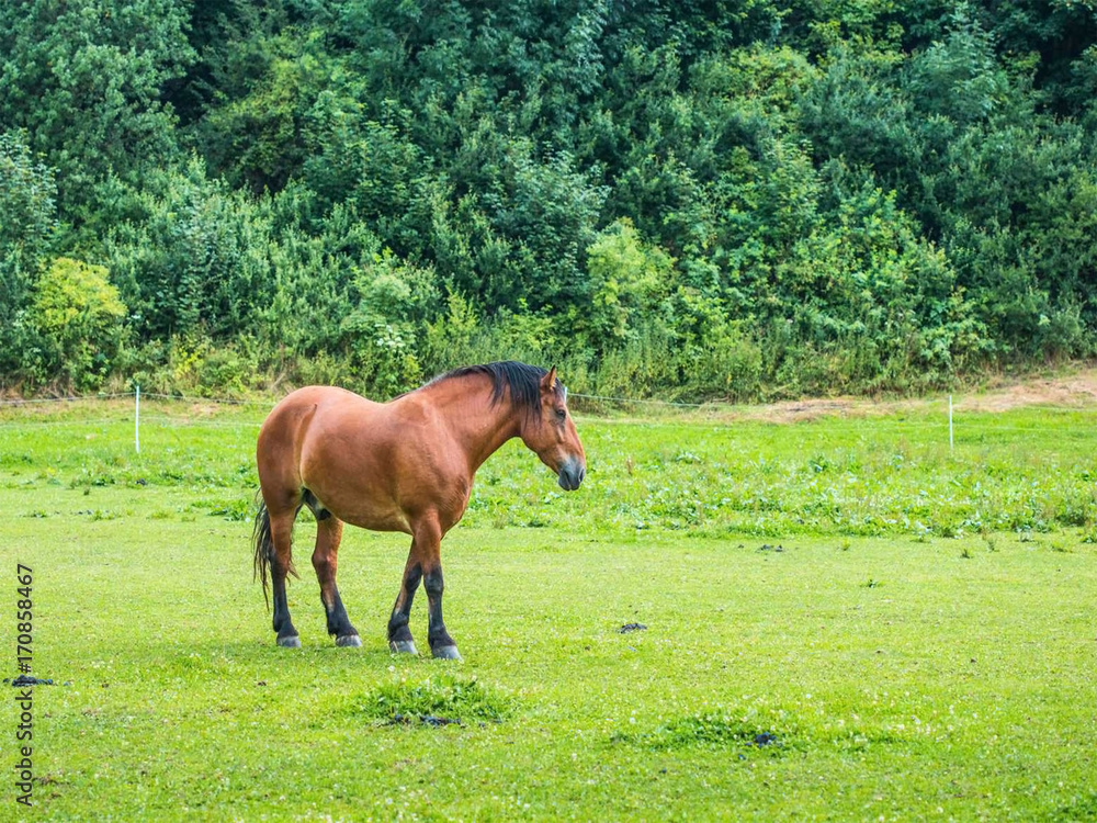 Obraz premium Horse in a meadow