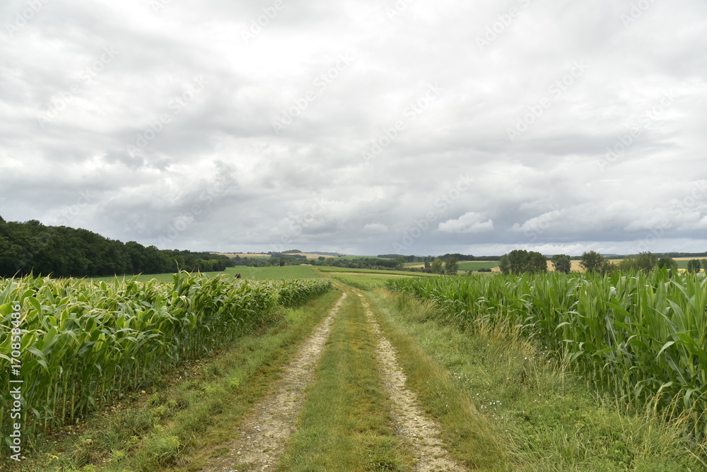 Chemin entre les champs de maïs sous un ciel gris ,près de Fontaine, au Périgord Vert 