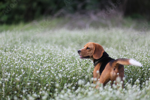 A cute beagle dog in the wild flowers field.