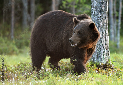 Wild brown bear (Ursus arctos)