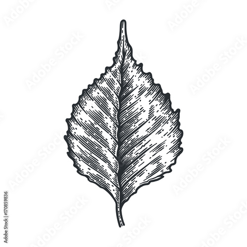 Engraving Birch Leaf isolated on white background.
