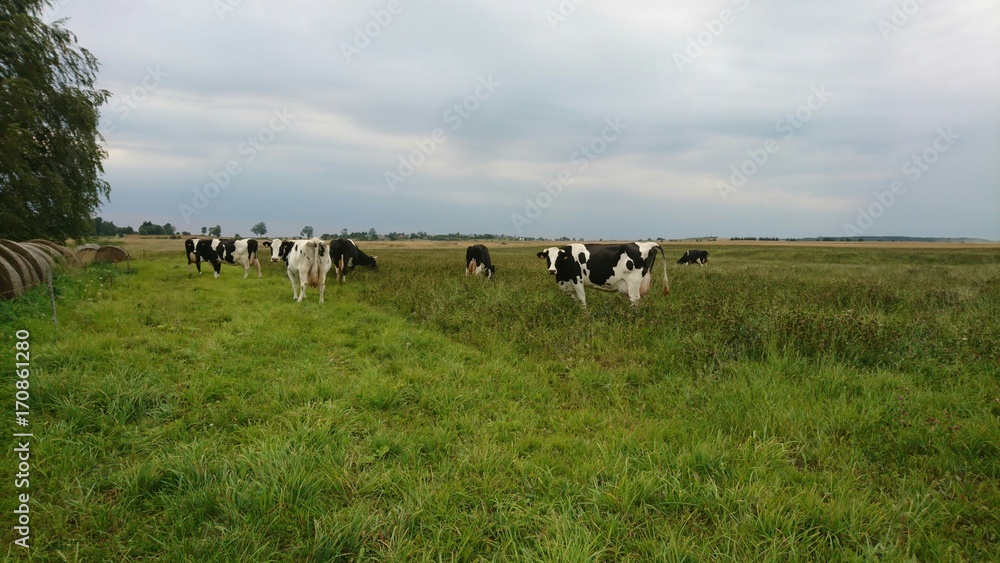 Crowd of cows called Dutch black and white Holstein Crowd of cows called Dutch black and white Holstein
