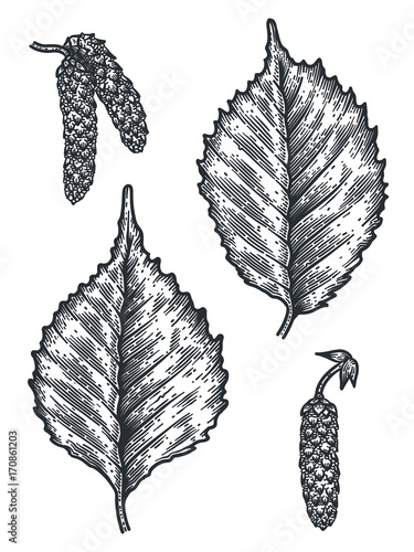 Engraving Birch Leaf and Seed isolated on white background.