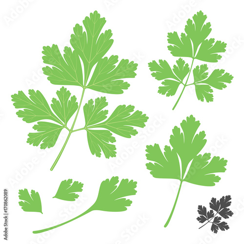 Set of fresh green parsley coriander vegetable leaves in flat style including silhouette icon. Vector illustration