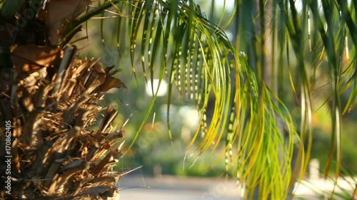 High quality video of palm tree leaves in 4K