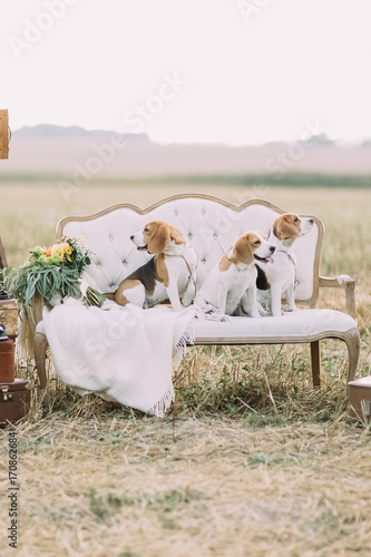The lovely vertical portrait of the three little dogs sitting on the white soft sofa near the knitted plaid and bouquet of flowers in the field. photo