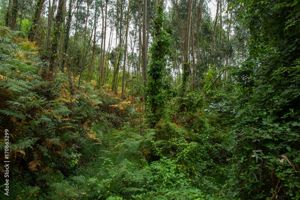 Fototapeta premium green forest
